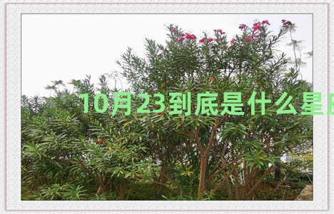 10月23到底是什么星座